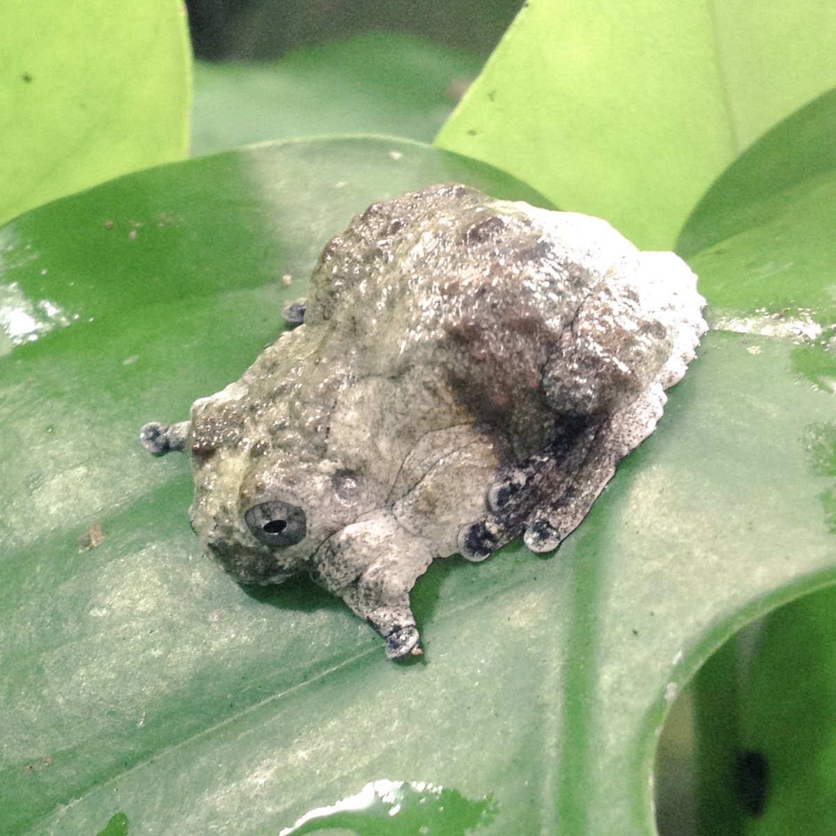 カエル あるごん 🐸 Argon on X: 