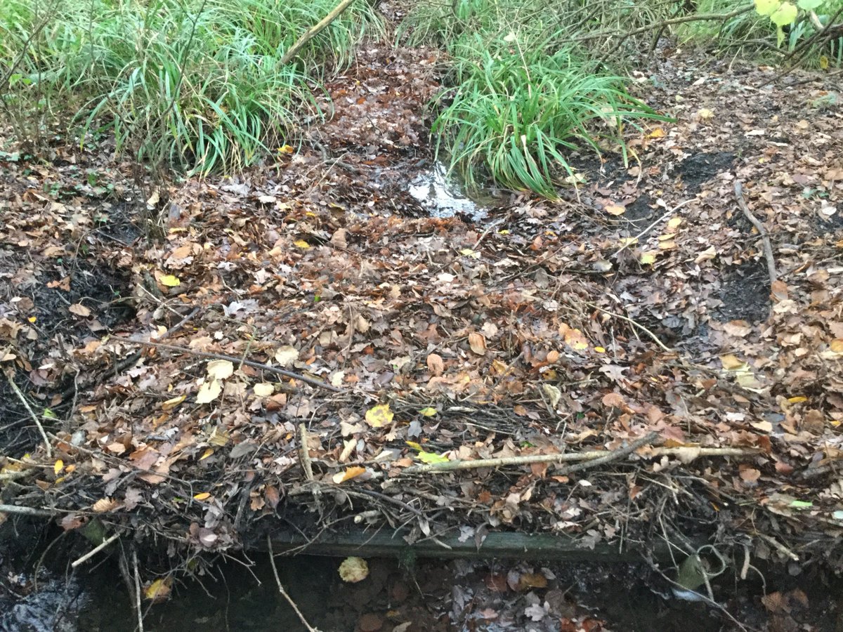 johnoflynnEA's tweet photo. I'm always amazed how a few leaves can cause these blockages🤔. #WestHantsFieldTeam keep #DanesStream flowing at Brockhills Lane, @NewMiltonTC.  Reducing flood risk for local homes.#WinterReady #floodaware @newforestdc @hantsconnect @NewForestNPA @Lymingtontimes https://t.co/N9ym88Pf49