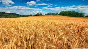 panagrita's tweet photo. Lluvias retrasan la cosecha pero se confirma un año excepcional para los cereales

https://t.co/KxSEzwYmjX https://t.co/RLQALBbmn5