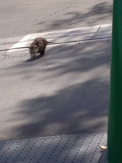 オポッサムのtwitterイラスト検索結果