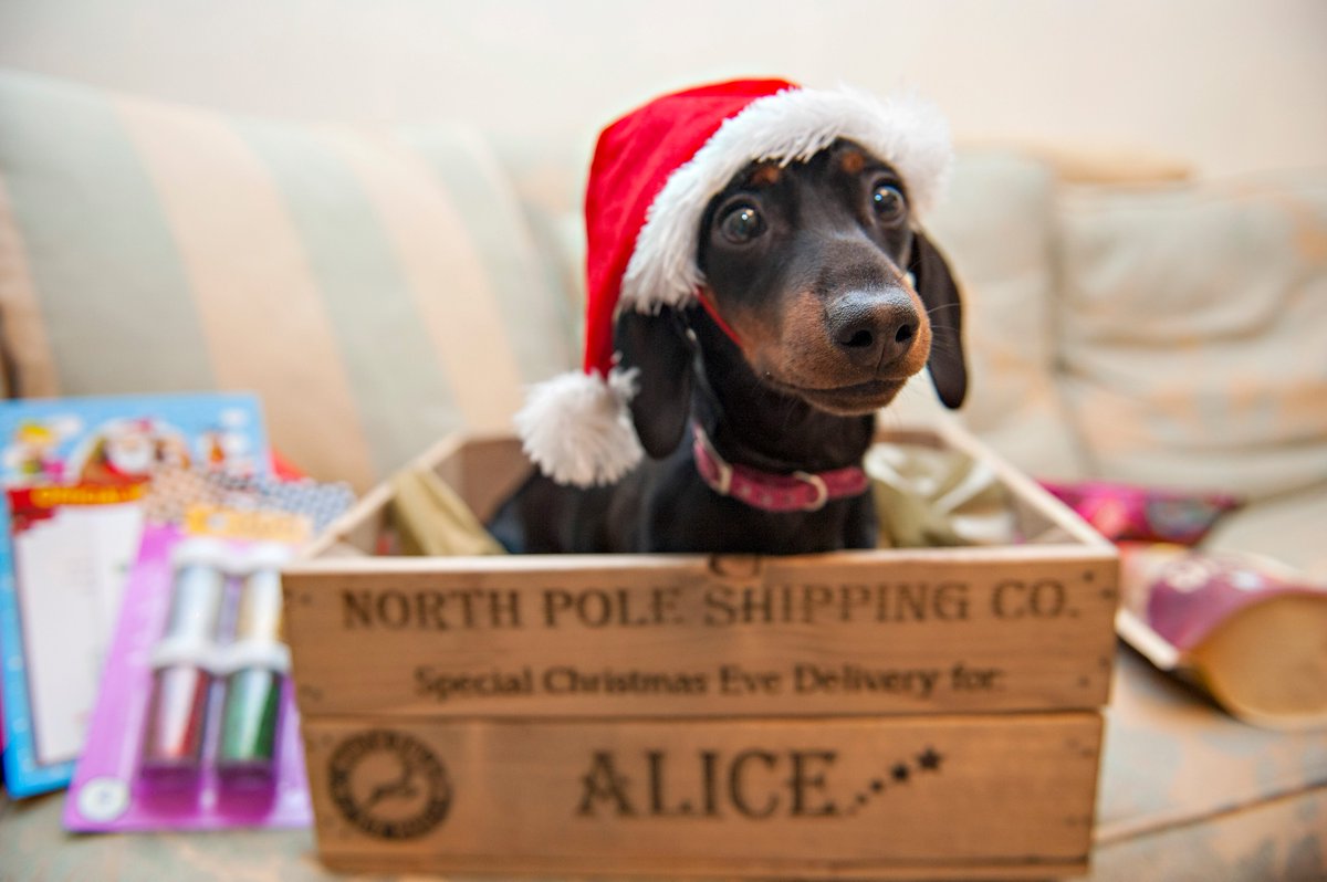 AliceInToyland's tweet photo. When you are a #ChristmasPresent - #Dachshund #weinerdog #sausagedog @DachshundBlog @DachshundGifts @Celeb_Dachshund @DREAMRescue @sausagedogcent https://t.co/fdubjFPVo7
