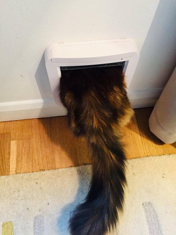 FourPawsDoors tweet media