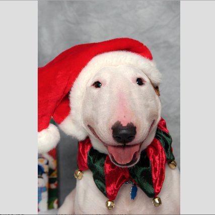 Bull Terrier Practicing For Christmas

#BullTerrier #DogChristmas #DogCostumes #MondayMood #TerrierLovers
#DogsOfTwitter