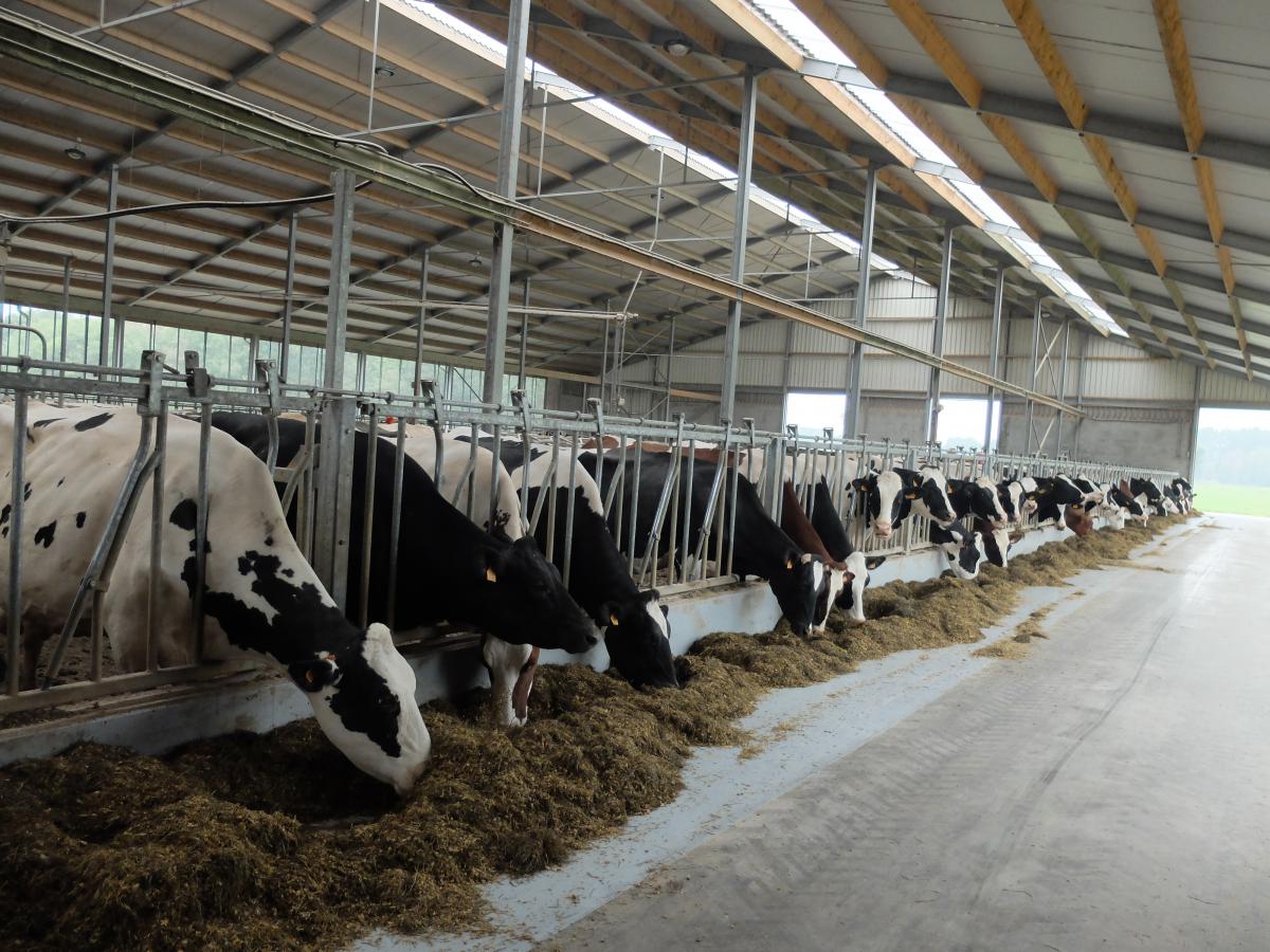 4d4fproject's tweet photo. Lower competition with concentrate feeders
https://t.co/c94YFBJ2Jj 🐄📉🍵
#4D4F #Article #H2020 https://t.co/Sa4rF2mHZv