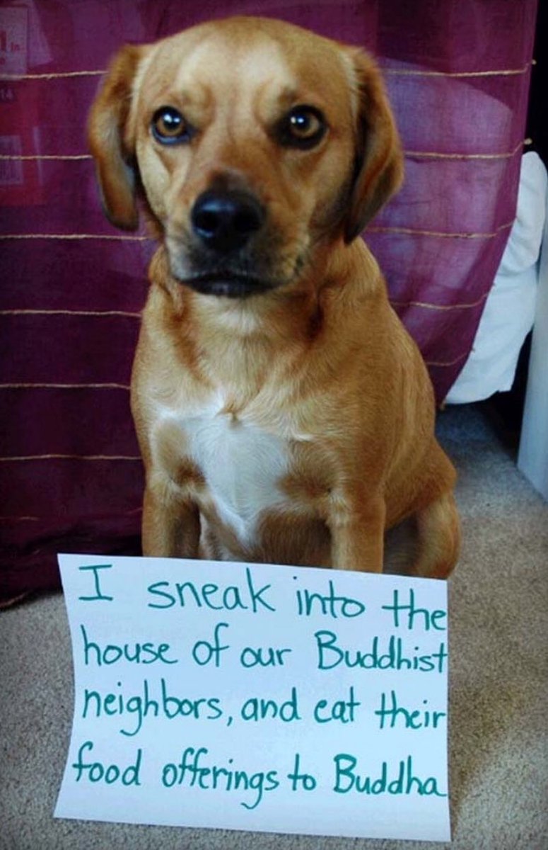 PostmanBark's tweet image. #dogshaming? Here you go! Poor pupper, sometimes dogs get carried away! #DogLover #dogs #dogandpuplovers #dogsarefamily #dogsoftwitter #doggy