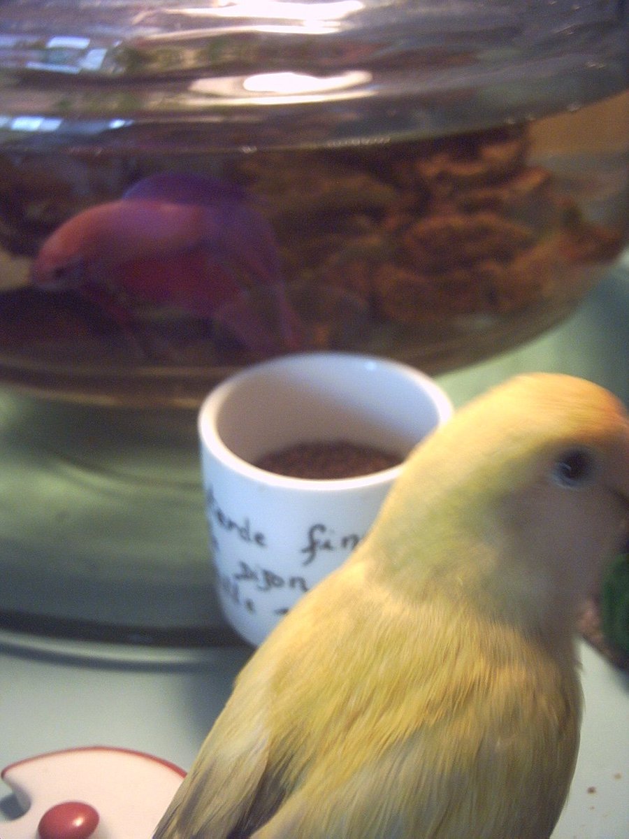 LUIGI MEMORY. I had a fish named Gak &amp; Luigi hated his guts. He started eating Gak's (human grade) fish food right in front of him, to torment him. Gak freaked out. Luigi got a taste for fish food &amp; ate so much one day when I was out that he had to go to the hospital overnight!
