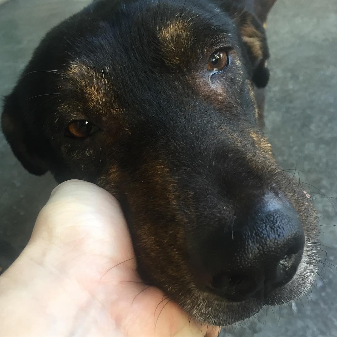 TheLuckyPupp's tweet photo. #GoBeyondGiving #Gofundme #GivingSeason #ChristmasWish
Become a #StreetDogHero today! Support @StreetDogsPlace & #donate to a #streetdog in need ππΈπ³ https://t.co/9vapkdsA5s https://t.co/8R6VOZUlqz #MondayMorning #mondaymotivation #MondayMood #RESCUE #SaveALife #holidays https://t.co/JWBdYy8UbI