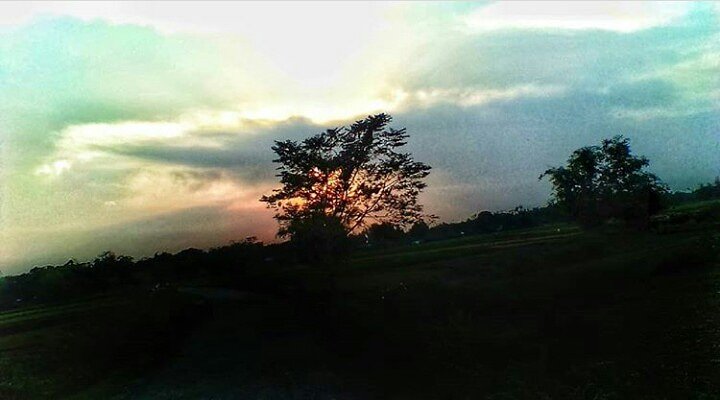 Creature__JJ's tweet photo. #naturesbeauty #natureslove #naturesphotography
#mothernature
#nature #naturebeautiful #natureshooters
#clicked #by 5 #mp #camera  #tree #green #naturelovers #naturebeauty #morninglight #joyclicks #tree #beauty #tree #mobilephotography #india #sunlight #tuesday #evening https://t.co/jICNiRi43W