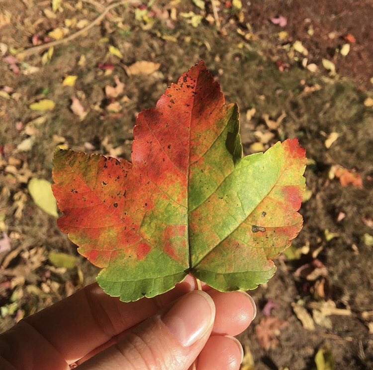 ChristieDustman's tweet photo. Winter is not officially here until this Friday, but these temps lead us to think it’s here now! In the meantime, let’s admire these fall colors. #ChristieDustman #Landscaping #LandscapeDesign #WinterPrep #OutdoorSpace #PlantStyling #Horticulture #Foliage #Business #FallGardening https://t.co/WN9xpON2eM