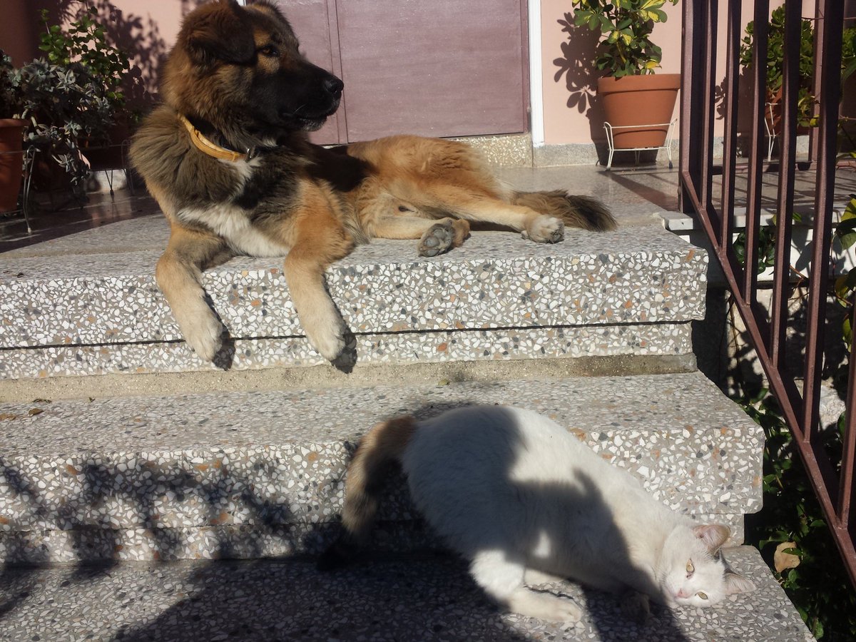 leyterhsT's tweet photo. ΕΧΩ ΚΙ ΕΓΩ ΕΝΑ ΣΚΥΛΑΚΙ.ΤΟΝ ΜΠΟΜΠΟ ΜΟΥ. https://t.co/GpzkwHrpBw