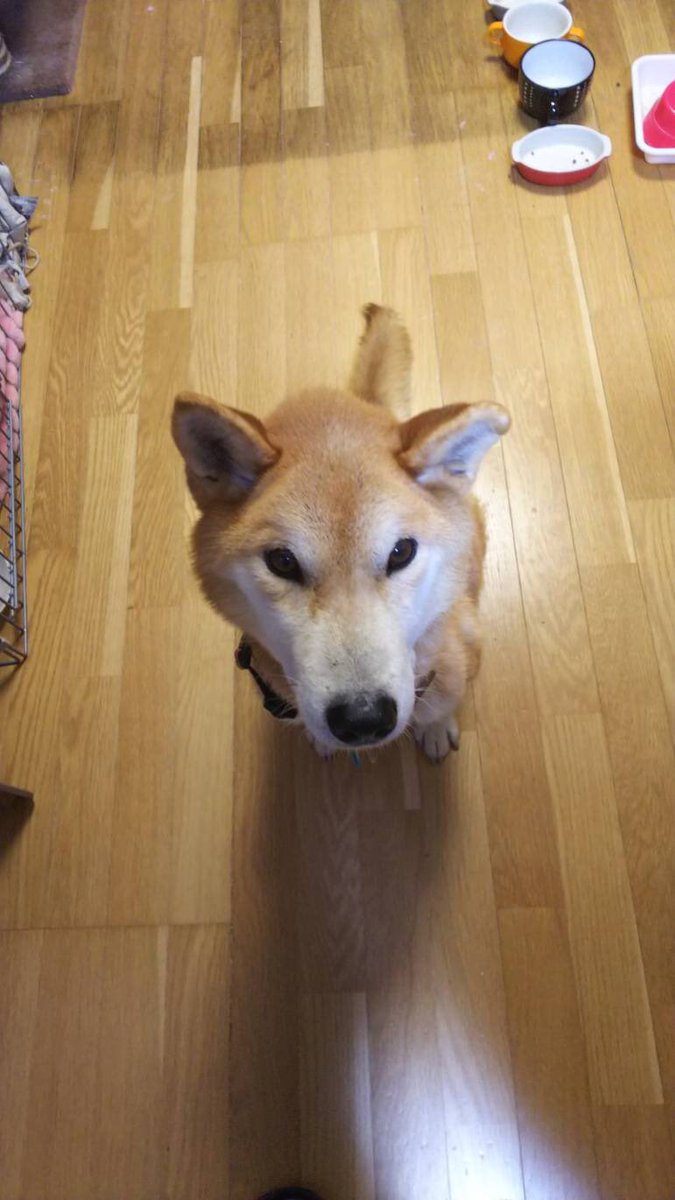 キョンキョンの母 tweet media