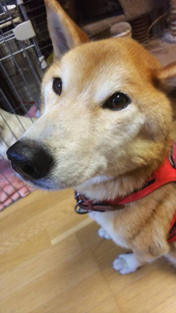 キョンキョンの母 tweet media