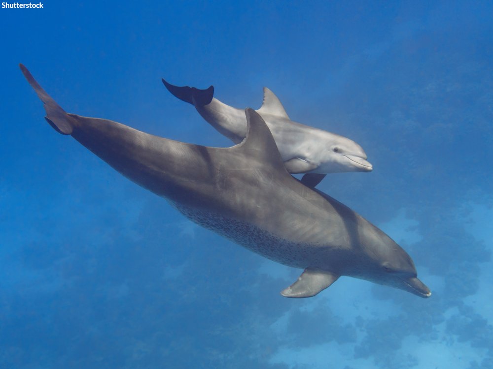#BREAKING: All donations made to Oceana before the end of the year will be MATCHED, dollar-for-dollar. This means your gift can go twice as far to help the oceans. Don’t wait, donate today: bit.ly/2A5Btm1 #StandForOceans #SocialGood