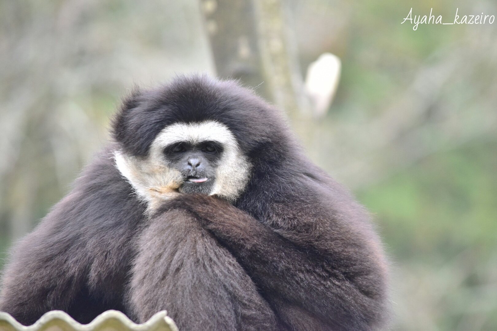 福知山動物園 Twitter Search Twitter