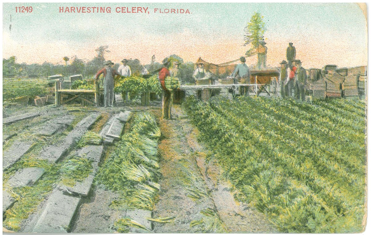 MathesonMuseum's tweet photo. "Harvesting Celery in Florida" #TBT #farming #vintagepostcards #LoveFL https://t.co/X1cUeziBOo