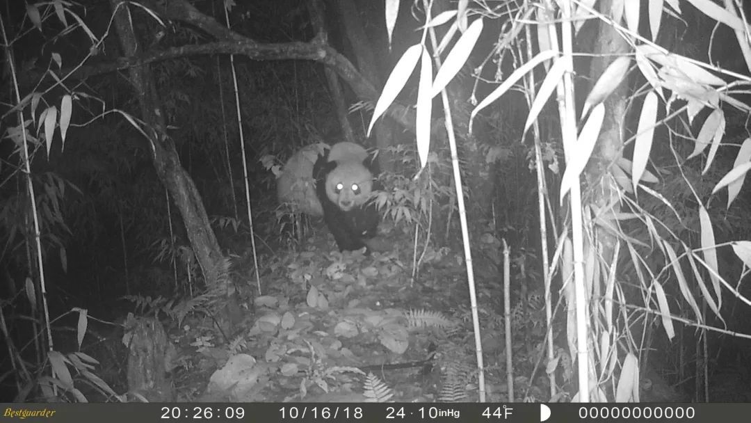 pandas_fr's tweet photo. 🐼🌲🇨🇳 Plusieurs #pandas sauvages photographiés par le même appareil dans la forêt domaniale d'Erlangshan (monts Qionglai)
🐼🌲🇨🇳 Several #wildpandas photographed by the same camera in #Erlangshan forest (#Qionglai mountains)
➡️ https://t.co/nQ89f1MsWc https://t.co/eQhxiG8dEC