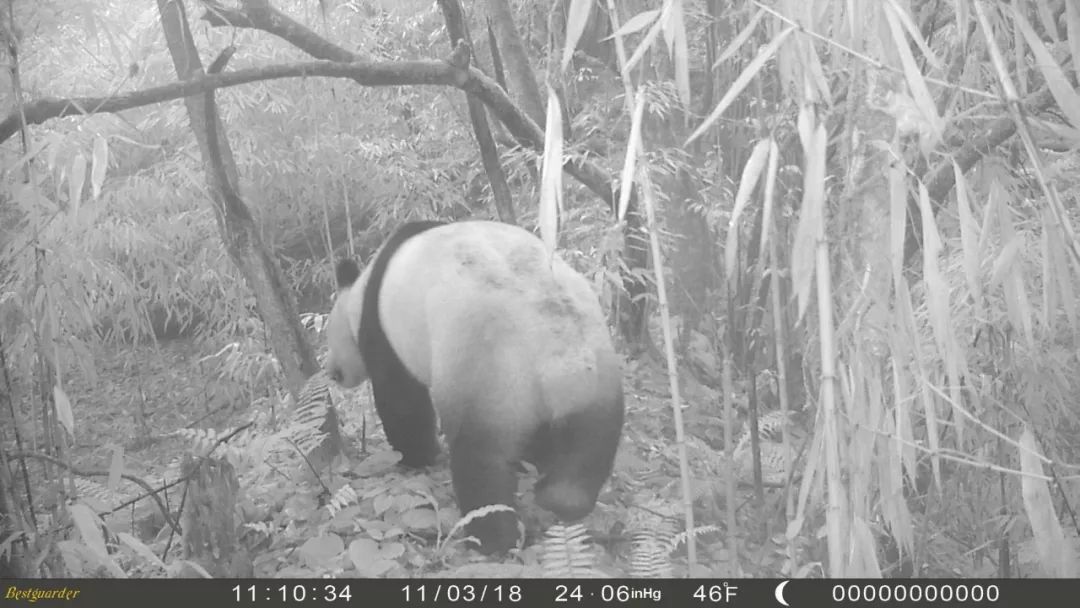 pandas_fr's tweet photo. 🐼🌲🇨🇳 Plusieurs #pandas sauvages photographiés par le même appareil dans la forêt domaniale d'Erlangshan (monts Qionglai)
🐼🌲🇨🇳 Several #wildpandas photographed by the same camera in #Erlangshan forest (#Qionglai mountains)
➡️ https://t.co/nQ89f1MsWc https://t.co/eQhxiG8dEC