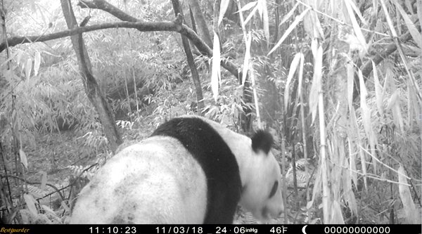 pandas_fr's tweet photo. 🐼🌲🇨🇳 Plusieurs #pandas sauvages photographiés par le même appareil dans la forêt domaniale d'Erlangshan (monts Qionglai)
🐼🌲🇨🇳 Several #wildpandas photographed by the same camera in #Erlangshan forest (#Qionglai mountains)
➡️ https://t.co/nQ89f1MsWc https://t.co/eQhxiG8dEC