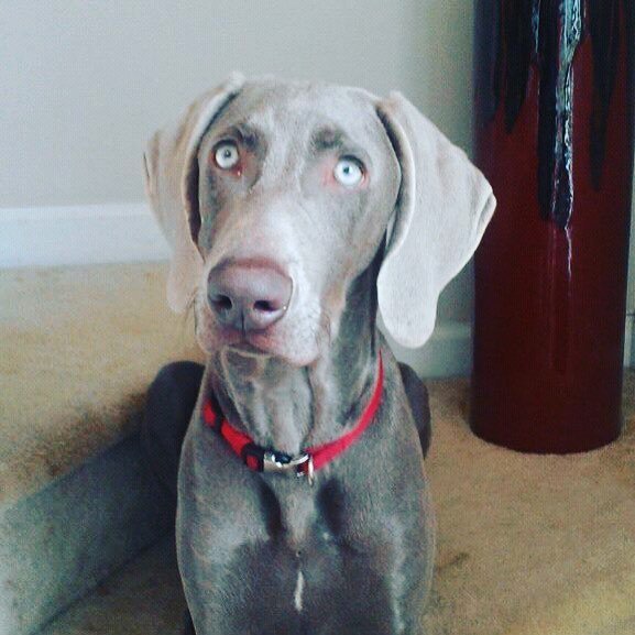 KellyDouglas's tweet image. Happy gotcha day, Hitch. #hitchdidit #rescuedog #fosterfail ift.tt/2USJtzq