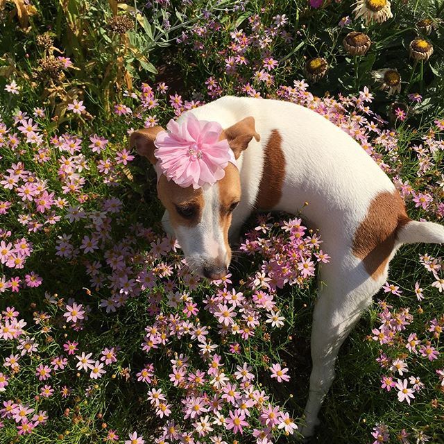 Nova_Kepler's tweet photo. Flower power 🌸 https://t.co/8zzkkJCGwx https://t.co/VaNMf3qLHi