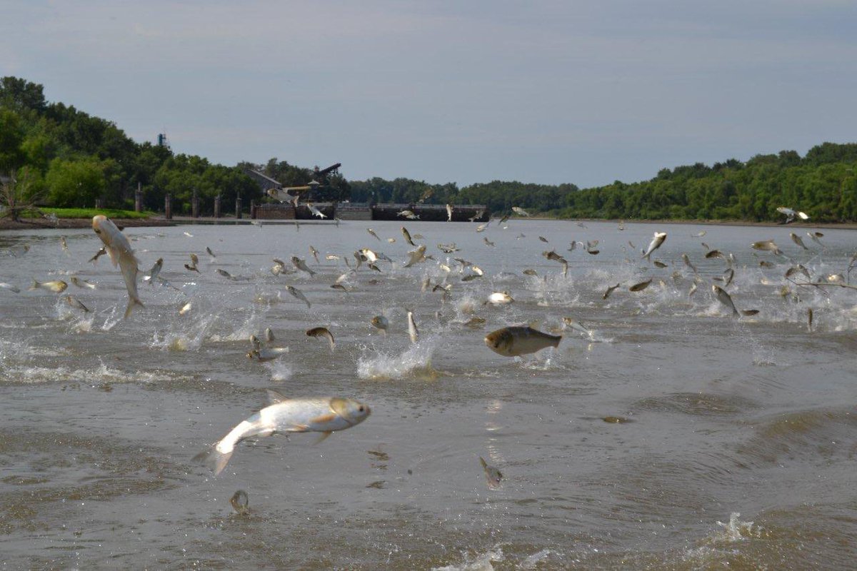 blockasiancarp's tweet photo. Though you may not be thinking about our Great Lakes during the cold weather, the need to stop Asian carp is as critical as ever. Don’t let progress toward action stall. 
https://t.co/cuQCMVxCRw
Photo source: https://t.co/9pvYdDtzVC https://t.co/Jx877czSJu