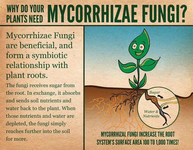 zenhydro_social's tweet photo. Not all fungi and bacteria are bad. Many of them can benefit your plants in ways you may never have imagined, especially in a hydroponic system where you grow your plants in the soil-free environment. Read to know more.. https://t.co/osUVOxTTj6

#bacteria #zenhydro #fungi #plants https://t.co/NLh5dpSdnE