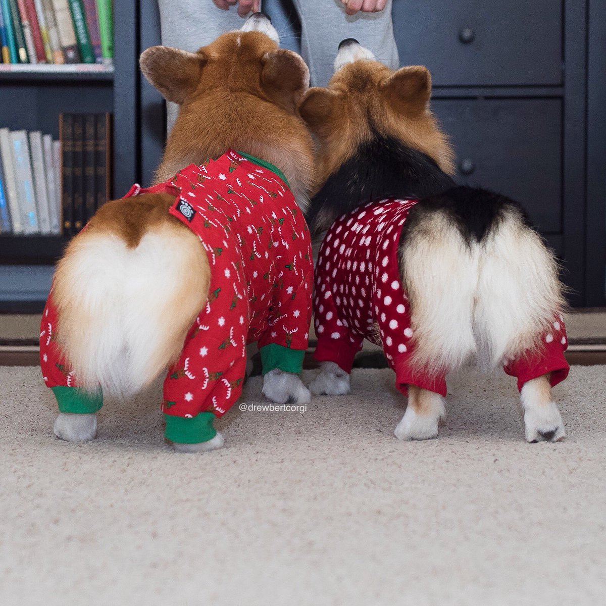 drewbertcorgi's tweet photo. You can’t spell sass without ass.
#Drewbert #Buttbert #ItsMonaTime #ForJammies https://t.co/Bnog8wwiE6