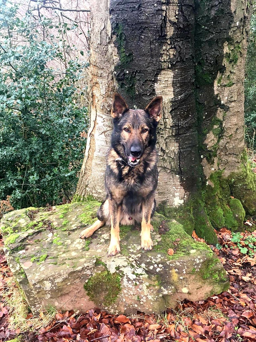 PD BULLET Assisted @gpasueast After persons ran from a vehicle. BULLET Tracked approximately 1 mile to one person, then when walking back to his car without being tasked ran off into a wooded area and located person #2 👥 @wmpdogs #GreatSkills 🐾💙
