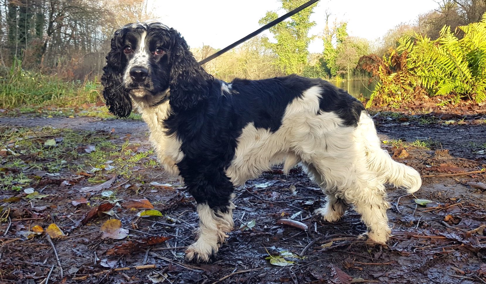 Cheadle Dog House on Twitter "Just look at those adorable big eyes