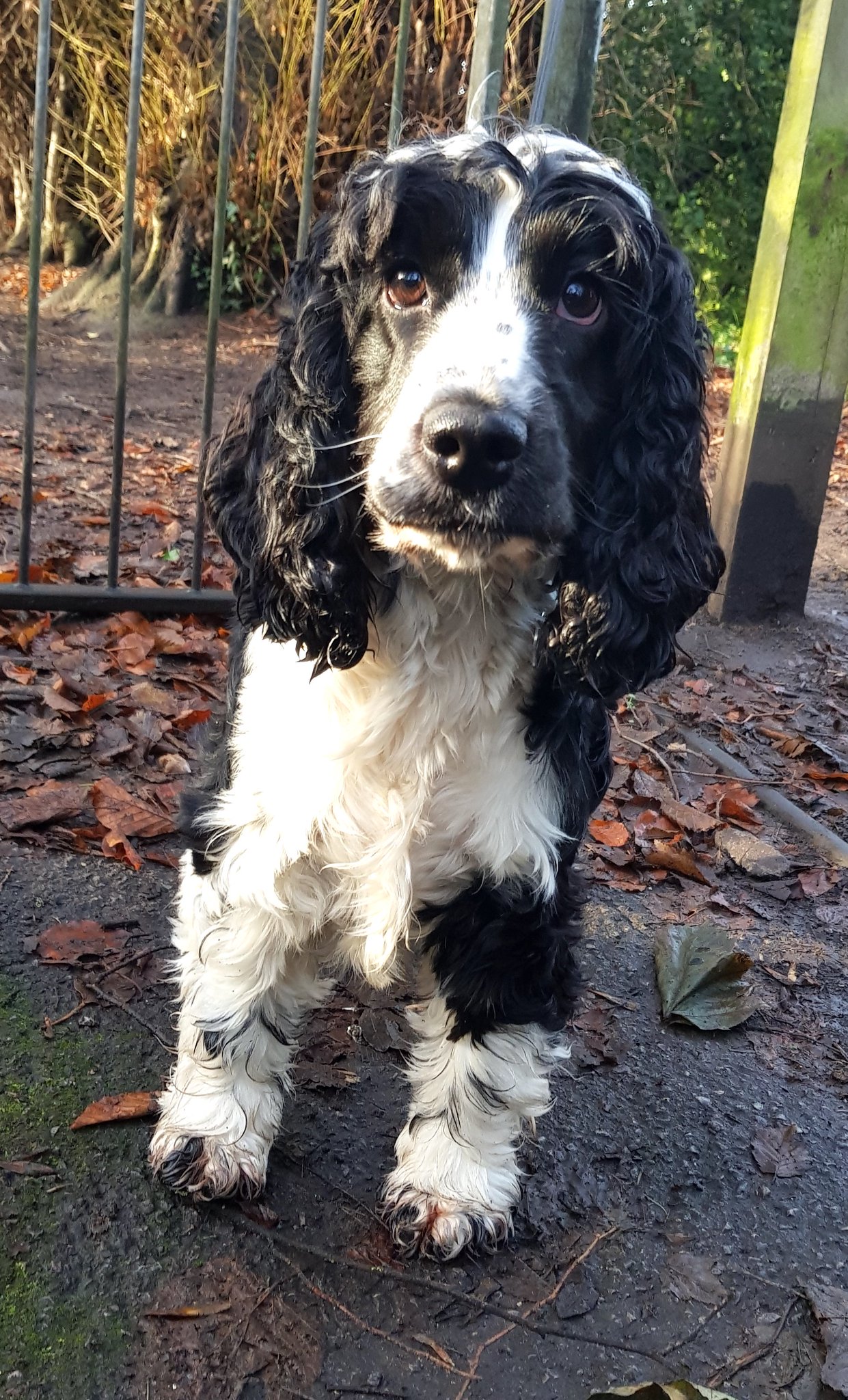 Cheadle Dog House on Twitter "Just look at those adorable big eyes