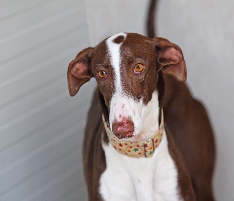 GalgosdelSol's tweet photo. Another new arrival, meet Valor. ❤️

Otra nueva llegada, conocer a Valor. ❤️ #galgos #podencos #rescue #dogs #galgosdelsol #praisethegalgo #fromstreetlifetosweetlife #adopt https://t.co/eYLG2EA5cq