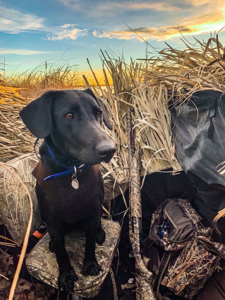 21Bules's tweet photo. Wishing it was still the weekend! 😭
Happy Monday, friends! 👊🏼
#northplatteriverrhylee #waterfowl #blacklab #blacklabsofinstagram #labphotooftheday #saywhen #duckboat https://t.co/Uinx2P2Zsu