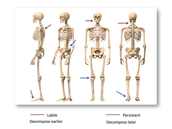 VeronicaTamorri's tweet photo. 11. #SilentNightScience #tag101 #TAGDeva @elisaperego78 The relative chronology of joint disarticulation provides data on the sequence of events surrounding the human remains from death to excavation. The decomposition rate of joints can be affected by environment and climate. https://t.co/ZS5AxmpLxs