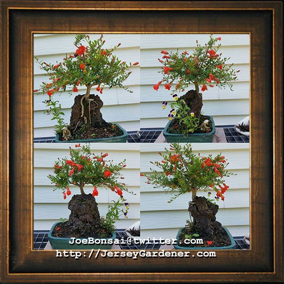 JoeBonsai's tweet photo. Root over rock pomegranate #bonsai #Sekijoju style. #BonsaiTips #BonsaiTraining https://t.co/4bWS3S8Vgc https://t.co/x5zxB7zEMA