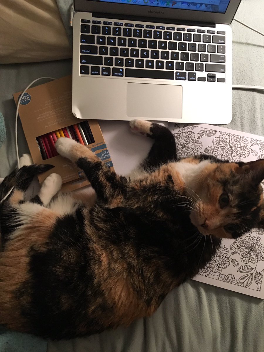 alijean131's tweet photo. Today we say goodbye a dear old friend, rest easy Mittens https://t.co/rejNuthpNm