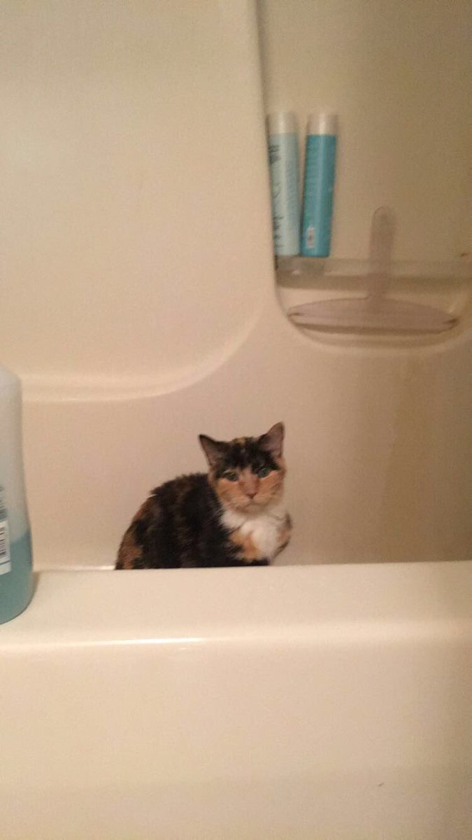 alijean131's tweet photo. Today we say goodbye a dear old friend, rest easy Mittens https://t.co/rejNuthpNm