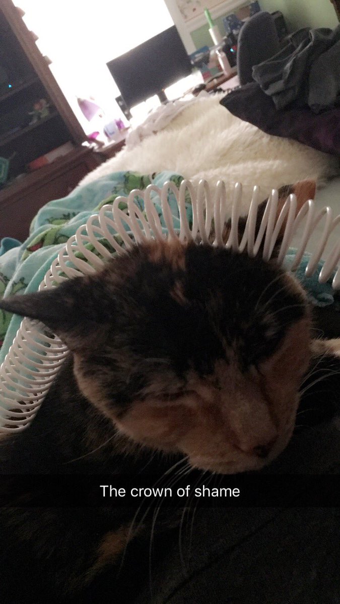 alijean131's tweet photo. Today we say goodbye a dear old friend, rest easy Mittens https://t.co/rejNuthpNm