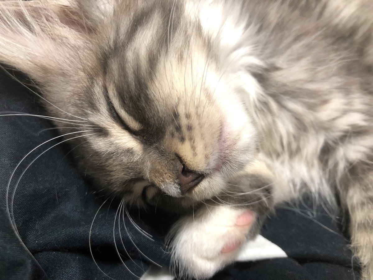 n_a_0305's tweet photo. もうほんと天使すぎて
今日から仕事お休みにしたい🐱 https://t.co/F9NLN1CT0u