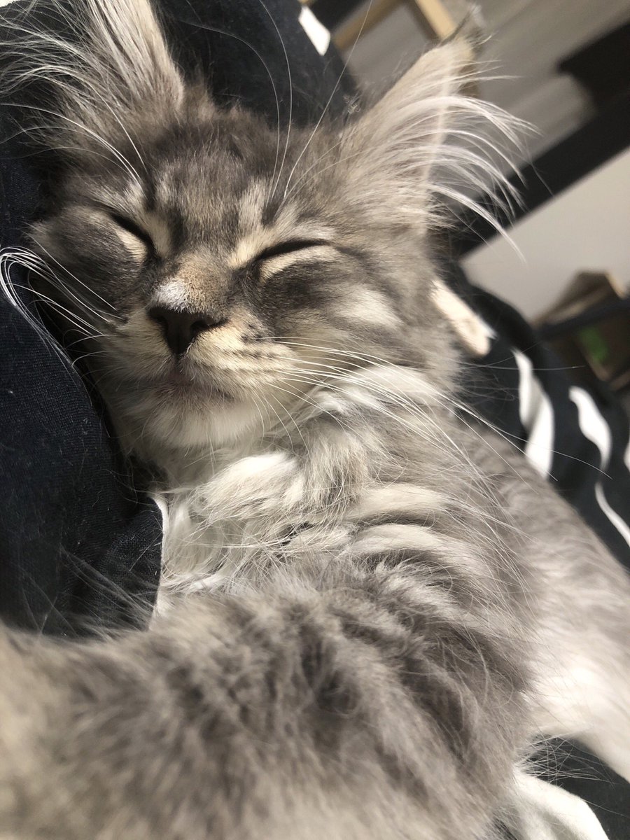 n_a_0305's tweet photo. もうほんと天使すぎて
今日から仕事お休みにしたい🐱 https://t.co/F9NLN1CT0u
