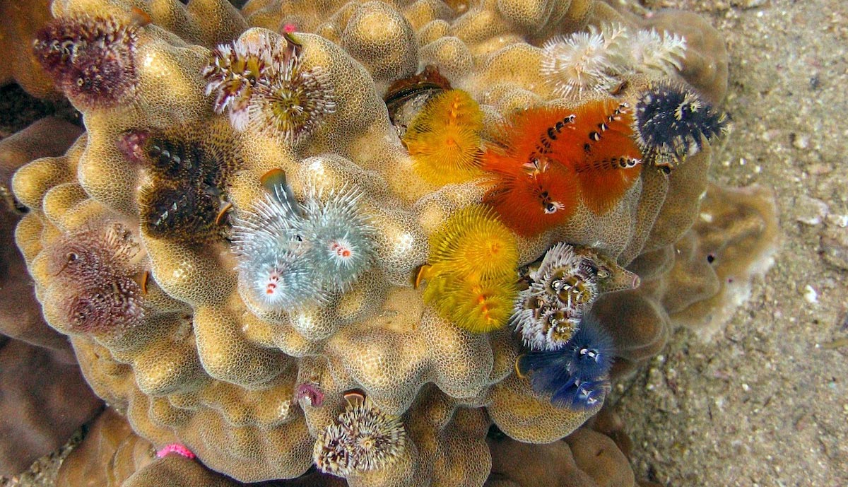 SCUBANews's tweet photo. The wonderful world of Christmas Tree Worms https://t.co/Syp0sQ5UHu https://t.co/xGjj2tuT1N
