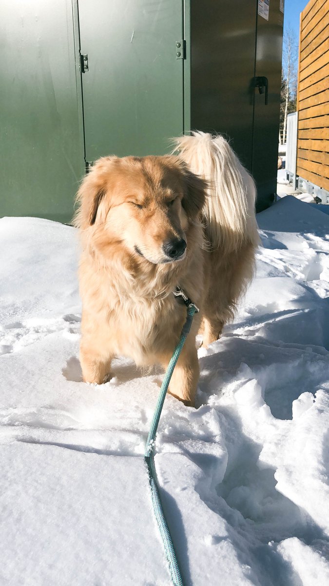 iceddarkroast's tweet photo. he's stuck https://t.co/qTLf4sghtP