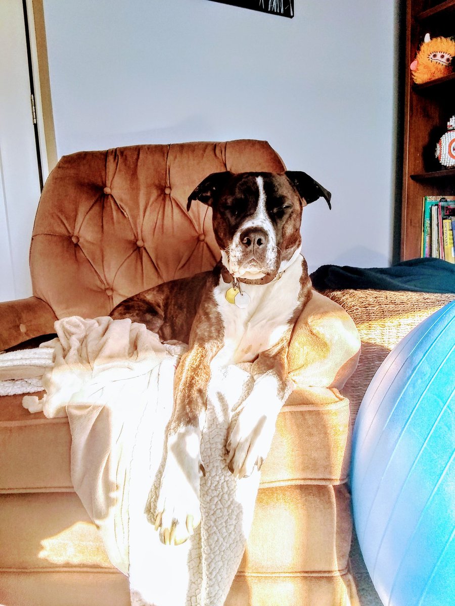 Off97N's tweet image. Below the doggos knee