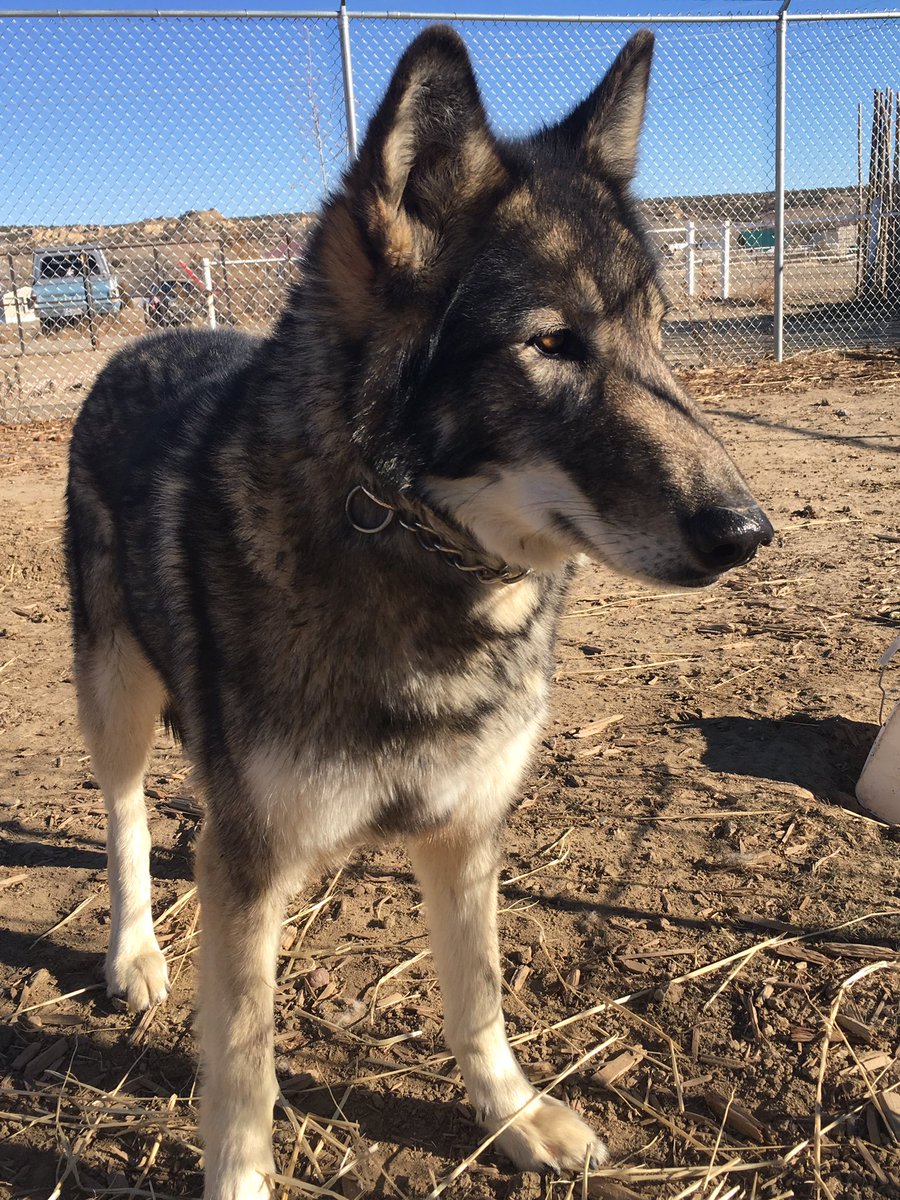 4cornerswolfsa1's tweet image. #wolfpack #wolvesoftwitter #4cornerswolfdogrescuesanctuary