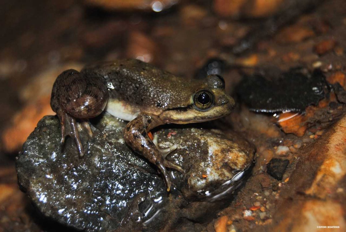 WCS (@thewcs) on Twitter photo One of the world’s most threatened and evolutionarily distinct amphibians is in trouble. But the findings of a team of Ghanaian scientists, supported by <a href="/CLPawards/">Conservation Leadership Programme (CLP)</a>, are helping boost the chances the Togo slippery frog can survive. bit.ly/2UNI1OW One of the world’s most threatened and evolutionarily distinct amphibians is in trouble. But the findings of a team of Ghanaian scientists, supported by <a href="/CLPawards/">Conservation Leadership Programme (CLP)</a>, are helping boost the chances the Togo slippery frog can survive. bit.ly/2UNI1OW