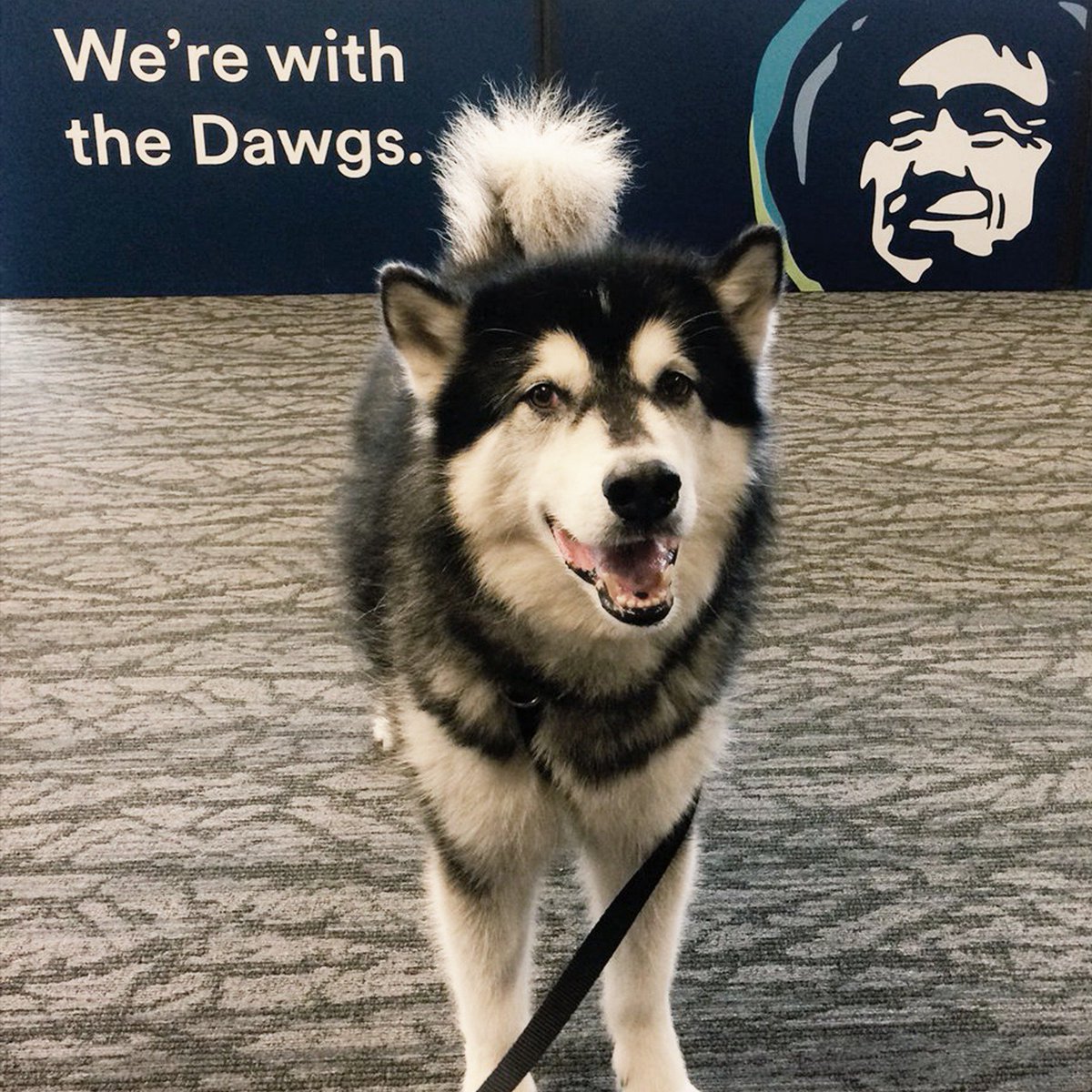 AlaskaAir's tweet image. The Dawgs are playing in the big game on New Year’s Day and we want to send you there! 

To enter, RT &amp;amp; follow @alaskaair and @UW_Football for a chance to win roundtrip flights, accommodations and tickets to the game on Jan. 1st! 

Rules: bit.ly/2ErUCli