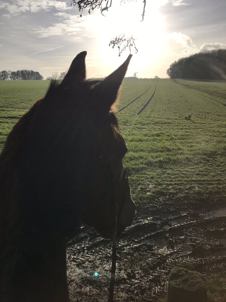 fayester79's tweet photo. Sometimes working from home and having your horses at home can be a lonely existence, however being able to do this on a lunchtime more than makes up for it... #bestears #lunchtimehacks #myoffice ๐๐ https://t.co/eC21f44glo