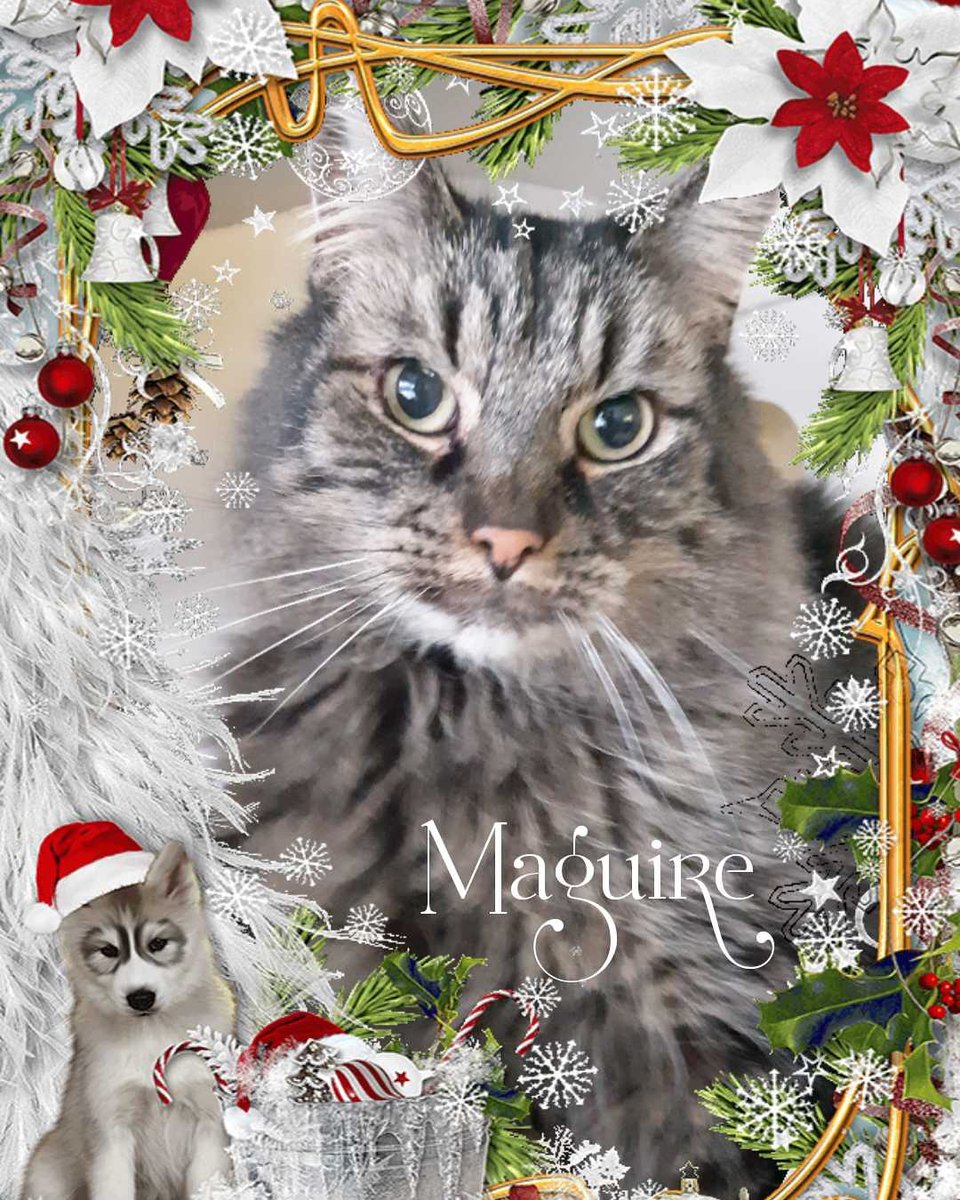 Our Advent Calendar countdown to Christmas! 
As a No-Kill shelter, we act as a sanctuary and hospice to those pets that have medical or behavioral issues, who need special care and understanding. Let them be the reason you donate this season!
canadahelps.org/en/dn/16726