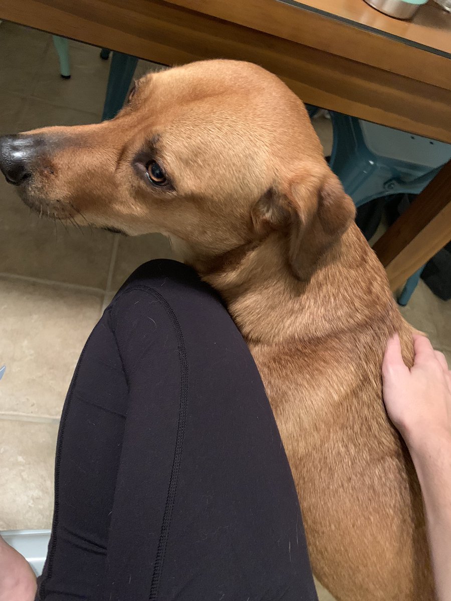 mhodges52's tweet photo. @Jadd @lifeofcapo @MelBonn23 Tilly was traumatized by Jadds screaming the whole time https://t.co/IvUMPhd3Tz