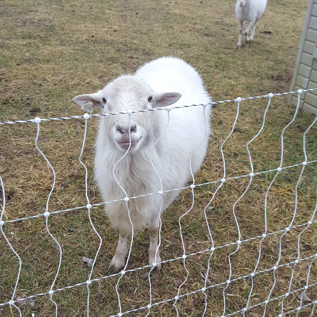 FarmAlarmMO's tweet photo. Our #Katahdin ram looks like he is smiling. 😂
#farmalarm
#ram
#farm https://t.co/UUqIIknTj0