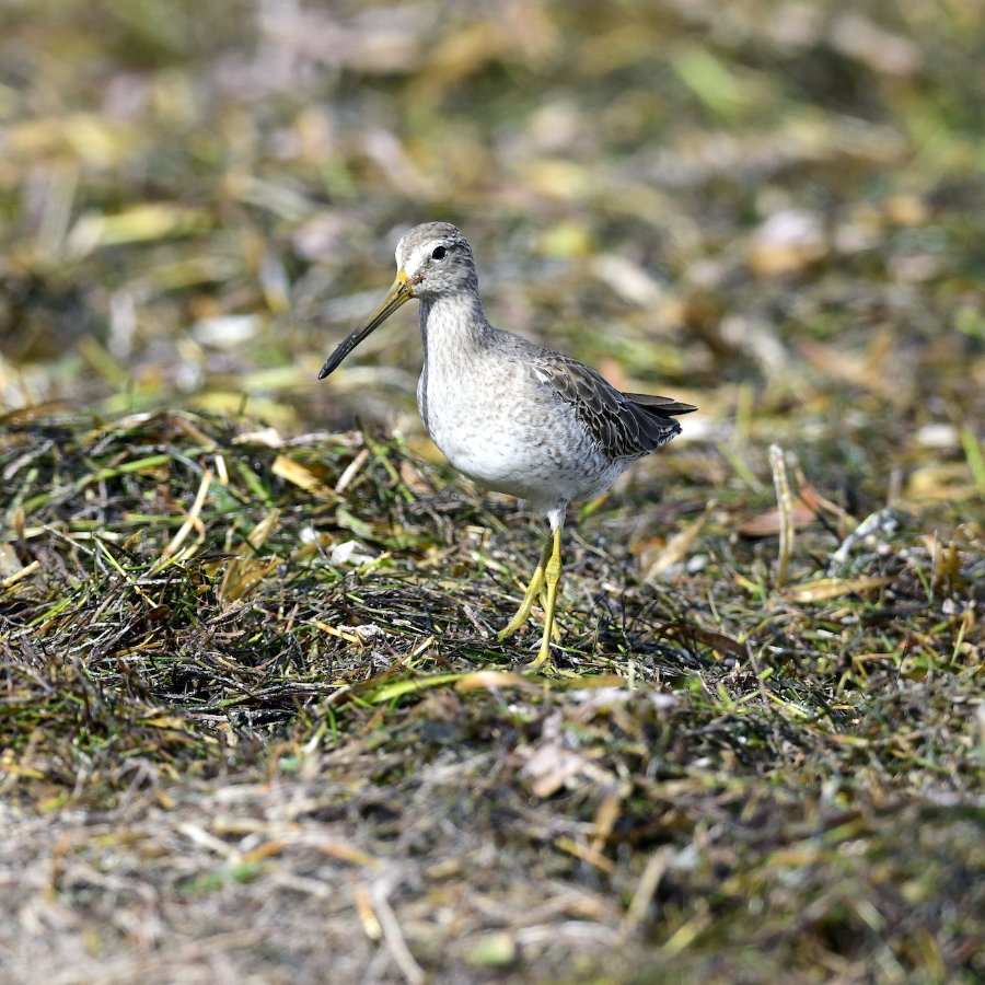 RBondarFdn's tweet image. In from long flight S, Lesser Yellowlegs are #tailgate hungry! They can wait. They can run! Insects, crustaceans, snails, worms, even small fish cannot hide! Egalitarian habitat feeders - fresh or saltwater shallows. @RobertaBondar #MigratoryBirds #AMASSflight @AMASSresearch
